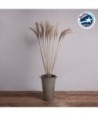 GloboStar® MISCANTHUS 36539 Αποξηραμένο Φυτό Μίσχανθος - Μπουκέτο Διακοσμητικών Κλαδιών Μπεζ Υ140cm - Σετ 10 τμχ